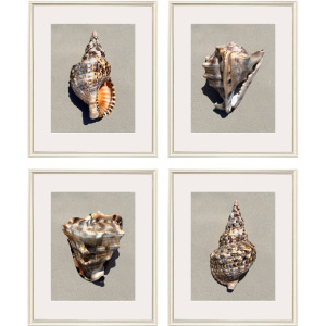 Tiger Shell S/4 Framed Art
