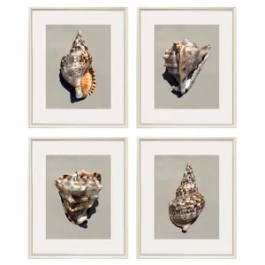 Tiger Shell S/4 Framed Art