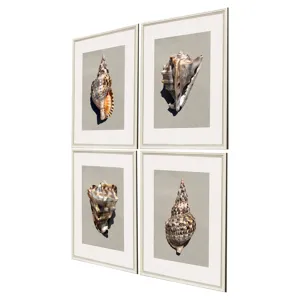 Tiger Shell S/4 Framed Art