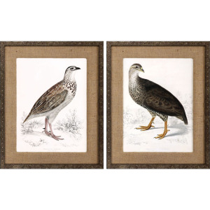 Francolinus Birds S/2 Framed Art