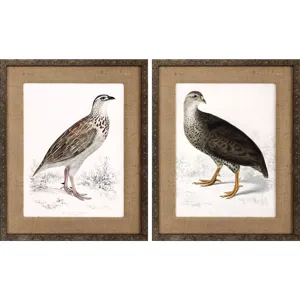 Francolinus Birds S/2 Framed Art