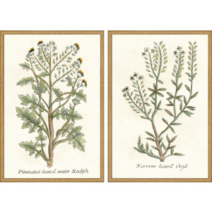 Botanical Plants II S/2 Framed Art