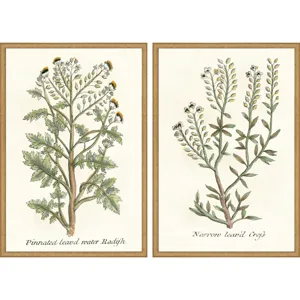Botanical Plants II S/2 Framed Art