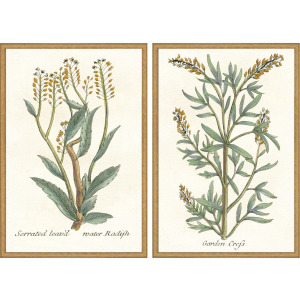 Botanical Plants III S/2 Framed Art
