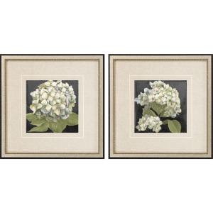 Hydrangeas on Black S/2 Framed Art