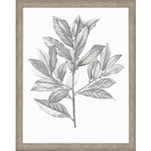Silvered Leaves III Framed Art