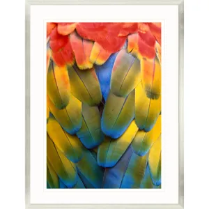 Scarlet Macaw Framed Art