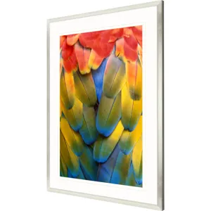 Scarlet Macaw Framed Art
