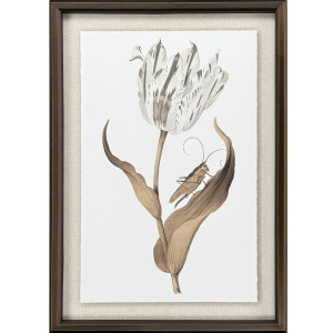 Gilded Tulip - Elegance - Framed Art