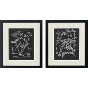 Mono Botanicals I S/2 - Framed Art