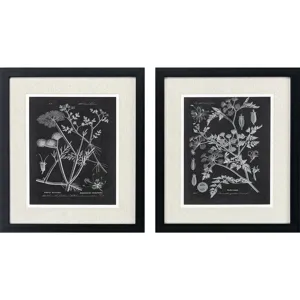 Mono Botanicals I S/2 - Framed Art
