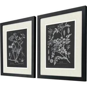 Mono Botanicals I S/2 - Framed Art