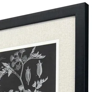 Mono Botanicals I S/2 - Framed Art
