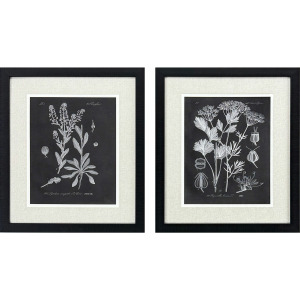 Mono Botanicasl II S/2 - Framed Art