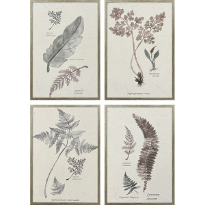 Fern Study S/4 Framed Art