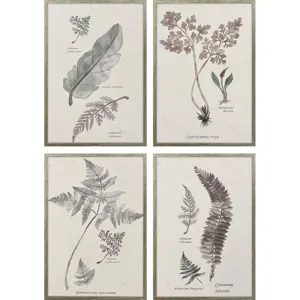 Fern Study S/4 Framed Art