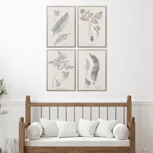 Fern Study S/4 Framed Art
