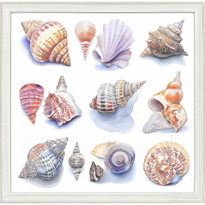Shell Factory I Framed Art