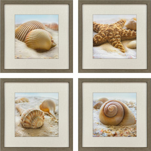 Beachy Shells S/4 Framed Art