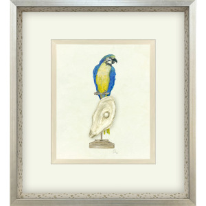 Treasure Parrot I Framed Art