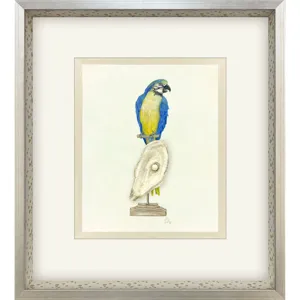 Treasure Parrot I Framed Art