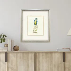 Treasure Parrot I Framed Art