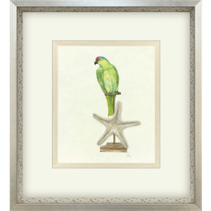 Treasure Parrot II Framed Art
