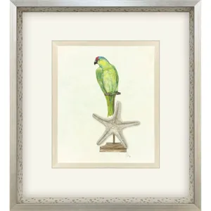 Treasure Parrot II Framed Art