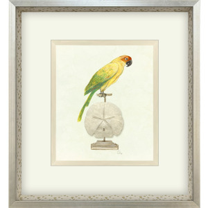 Treasure Parrot III Framed Art