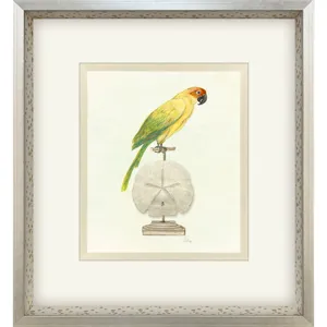 Treasure Parrot III Framed Art