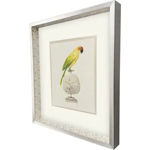 Treasure Parrot III Framed Art
