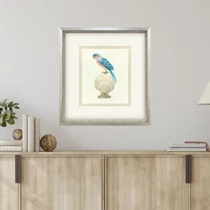 Treasure Parrot IV Framed Art