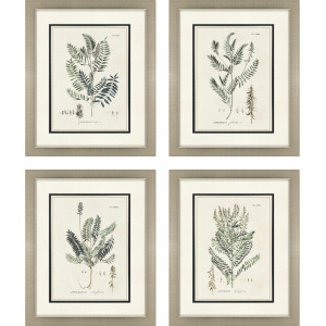 Astragalorum S/4 Framed Art