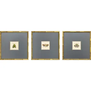 Pastel Moths II S/3 Framed Art
