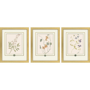 Garden Study I S/3 Framed Art