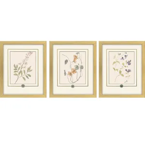 Garden Study I S/3 Framed Art
