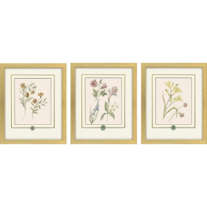 Garden Study II S/3 Framed Art