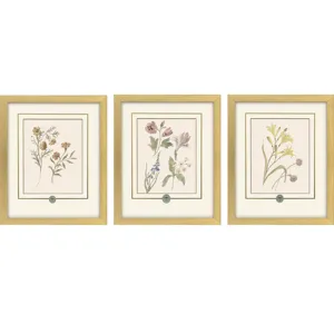 Garden Study II S/3 Framed Art