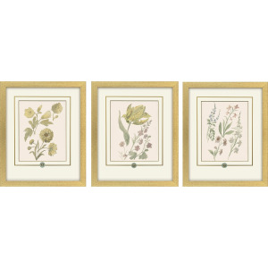 Garden Study III S/3 Framed Art