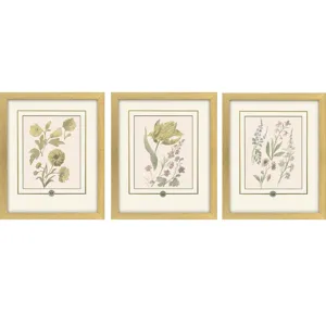 Garden Study III S/3 Framed Art