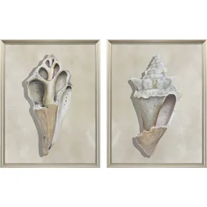 Broken Shells II S/2 Framed Art