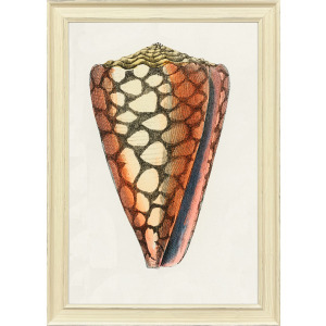 Conch Study I Framed Art