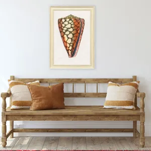 Conch Study I Framed Art