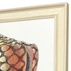 Conch Study I Framed Art