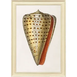 Conch Study II Framed Art