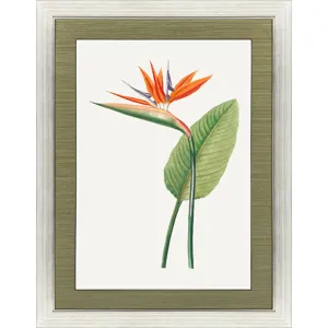 Bird of Paradise Framed Art