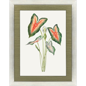 Caladium Framed Art