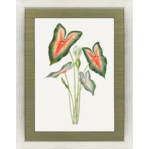 Caladium Framed Art