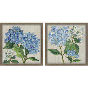 Hydrangea Study S/2 Framed Art