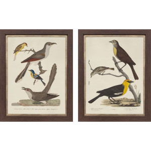 Ornithology I S/2 Framed Art
